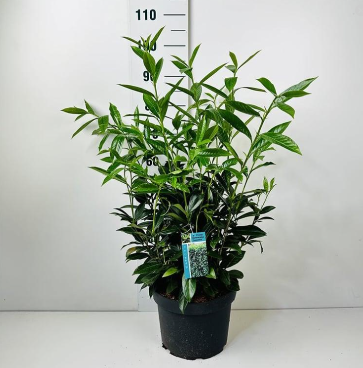 Prunus laurocerasus 'Caucasica' - Laurierhaag