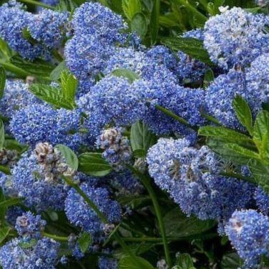 Ceanothus Imp. Victoria