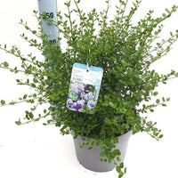 Ceanothus Imp. Victoria