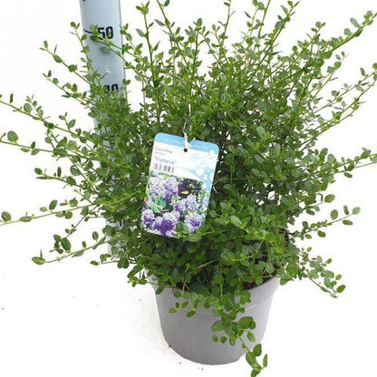 Ceanothus Imp. Victoria