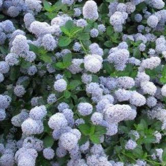 Ceanothus Thyrsiflorus Repens - Kruipende Amerikaanse Sering