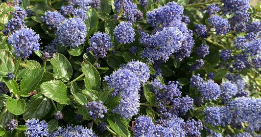 Ceanothus delilianus 'Gloire de Versailles' - Amerikaanse sering