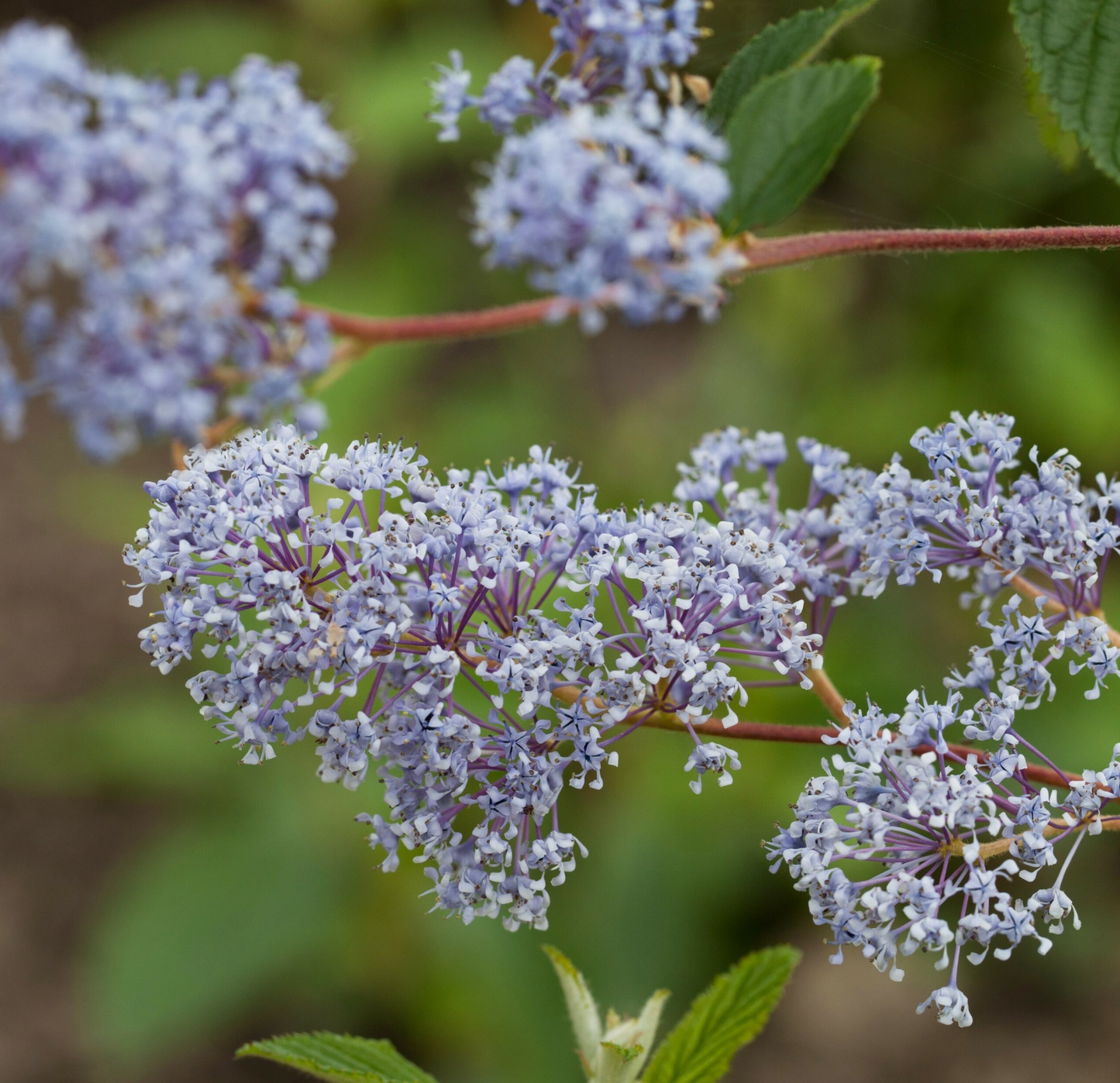 Ceanothus delilianus 'Gloire de Versailles' - Amerikaanse sering
