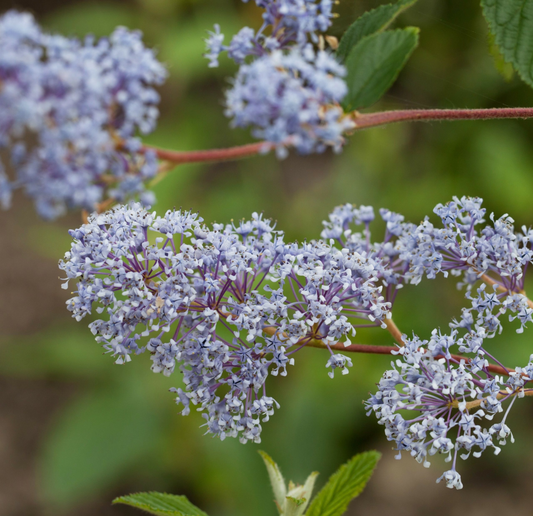 Ceanothus delilianus 'Gloire de Versailles' - Amerikaanse sering