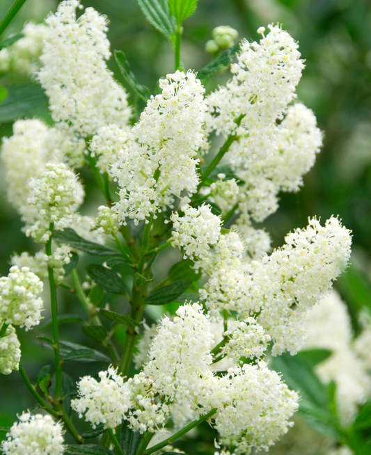 Ceanothus thyrsiflorus 'Millerton Point' - Amerikaanse sering