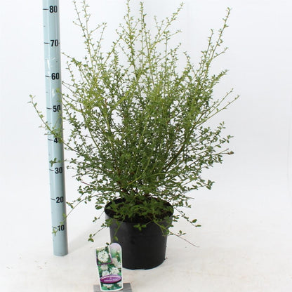 Ceanothus thyrsiflorus 'Millerton Point' - Amerikaanse sering