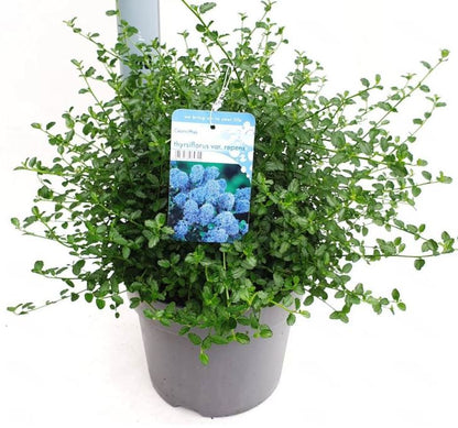 Ceanothus Thyrsiflorus Repens - Kruipende Amerikaanse Sering