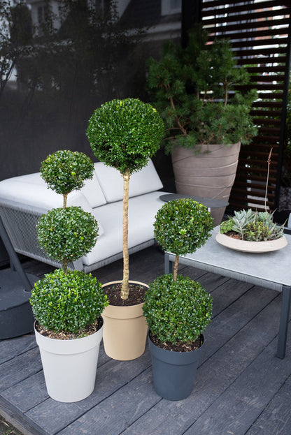 Buxus Sempervirens Triobol