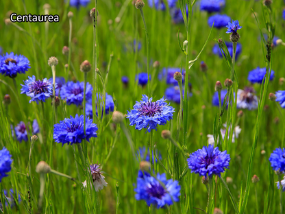 Borderpakket 'Inheems & Biodivers' - 5m² - 50 planten