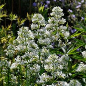 Centranthus ruber 'Albus' - Witte spoorbloem