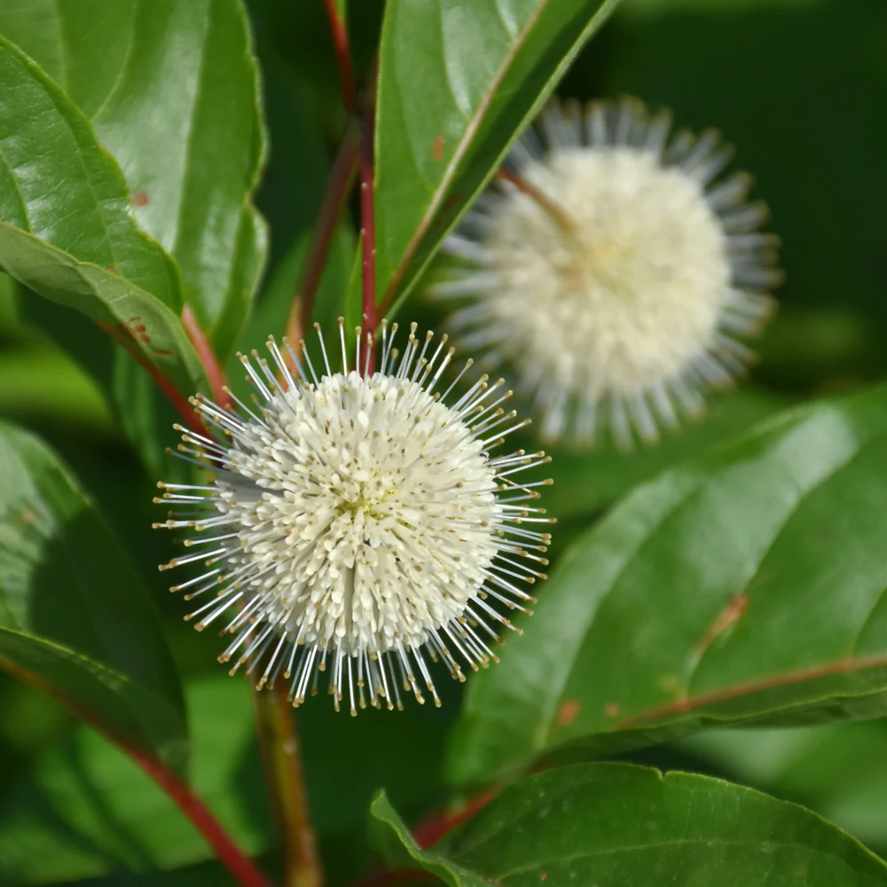 Cephalanthus 'Magical Moonlight' - Kogelbloem