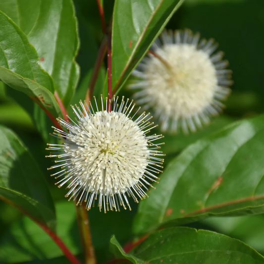Cephalanthus 'Magical Moonlight' - Kogelbloem