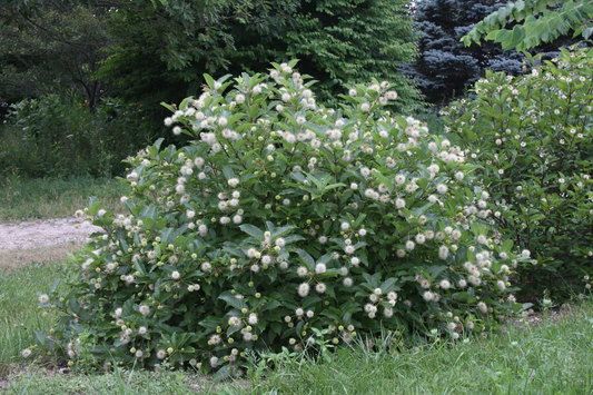 Cephalanthus 'Magical Moonlight' - Kogelbloem