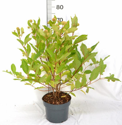 Cephalanthus occidentalis - Kogelbloem