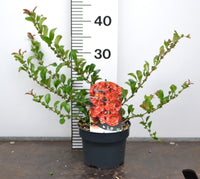 Chaenomeles Red Trail - Japanse kweepeer