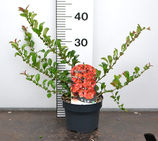 Chaenomeles Red Trail - Japanse kweepeer