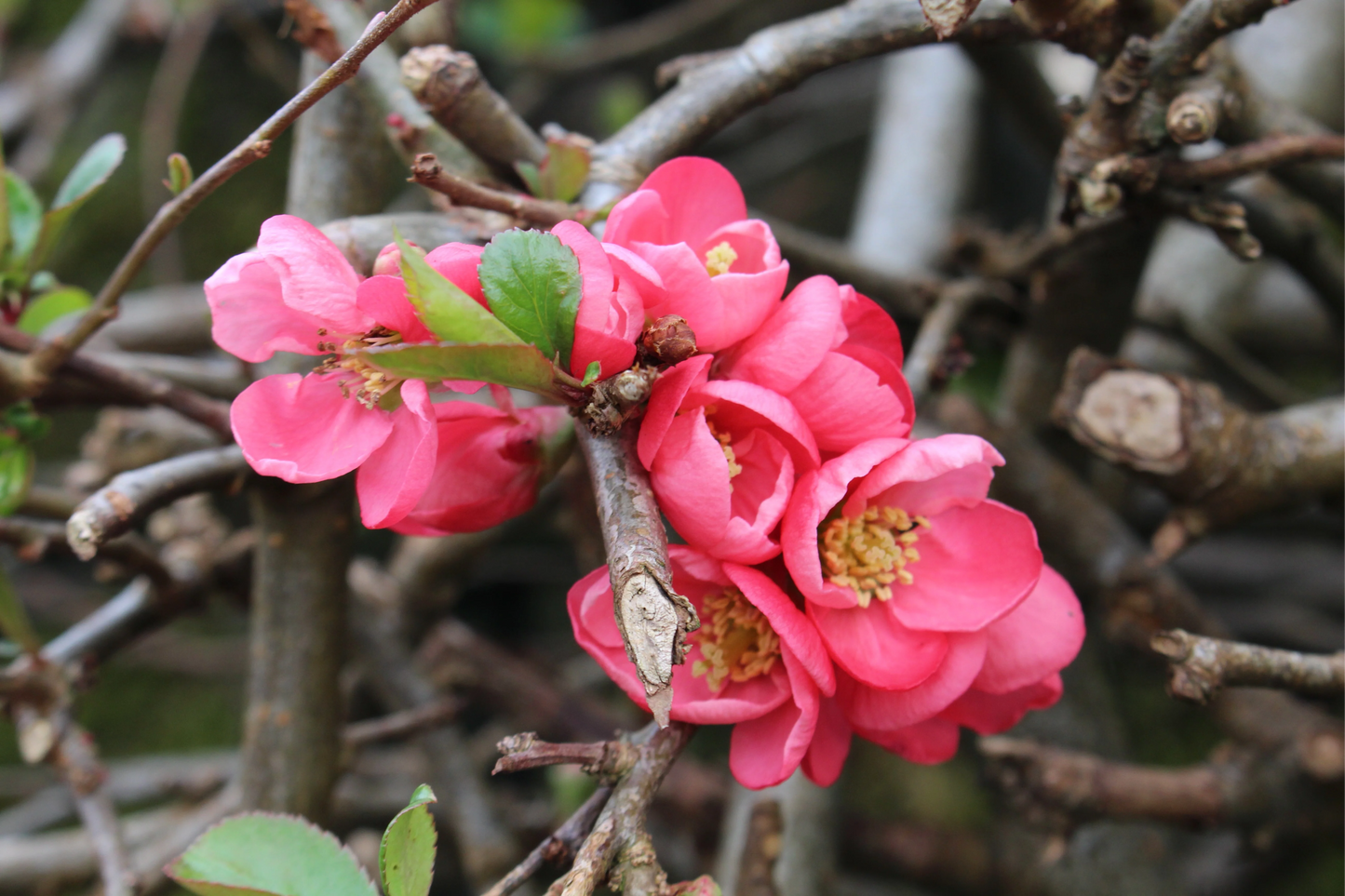 Chaenomeles superba 'Pink Lady' - Japanse Kwee