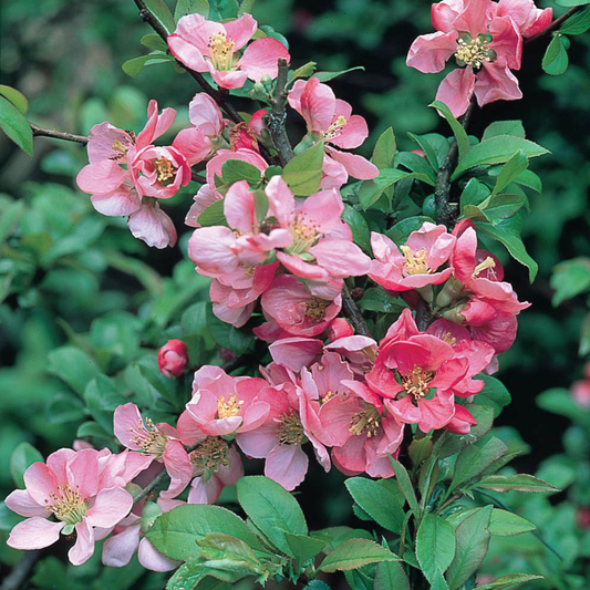 Bloeiende roze kersbloesem met zichtbare honingbij op een tak, zacht gefotografeerd in de zon. Perfect voor tuindecoratie en bloemenliefhebbers.