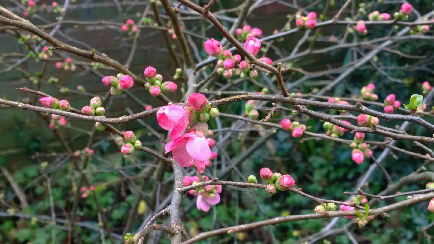 Chaenomeles superba 'Pink Lady' - Japanse Kwee