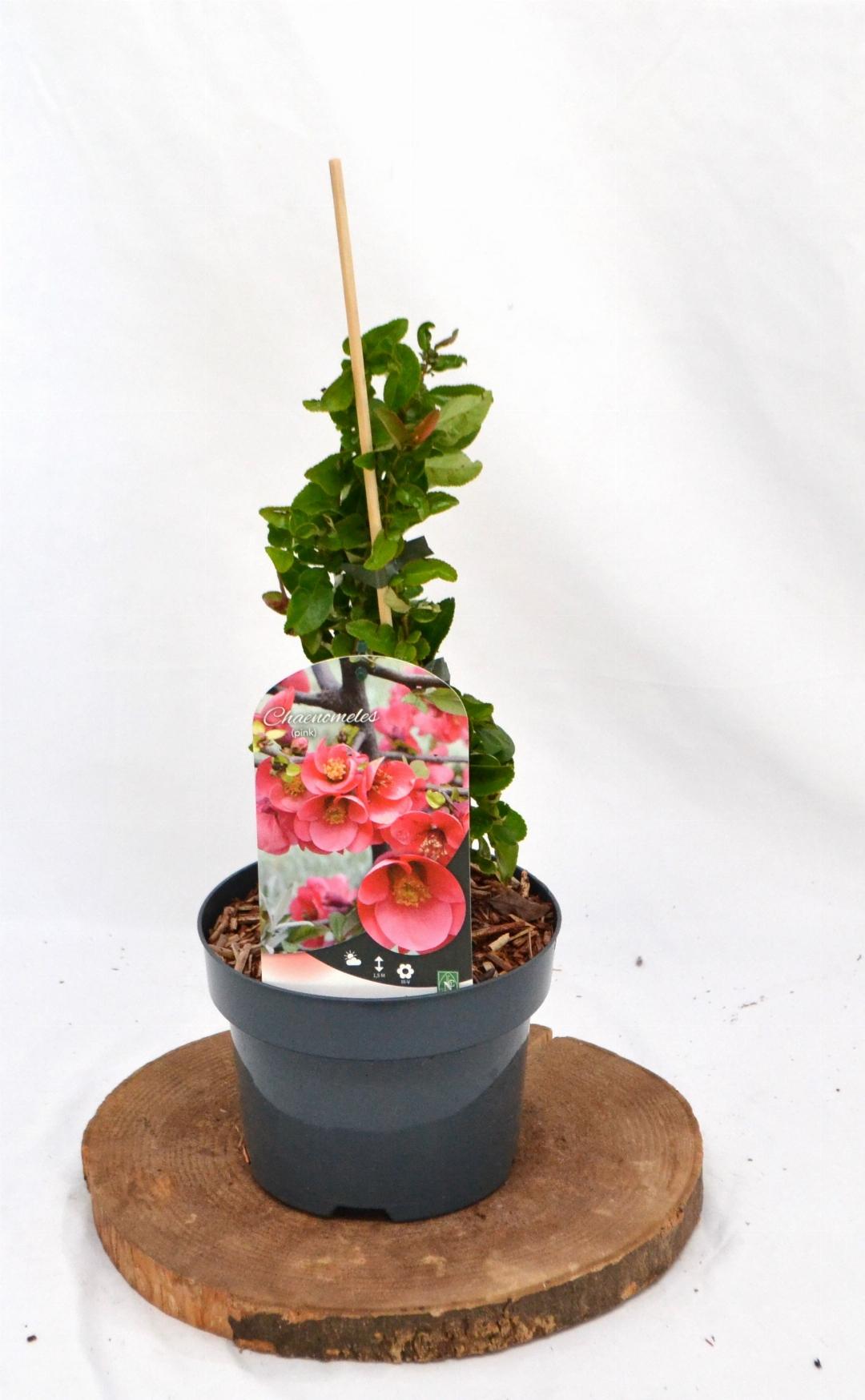 Chaenomeles superba 'Pink Lady' - Japanse Kwee