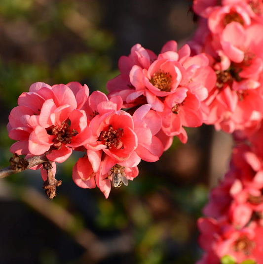 Bloeiende kersbloesem in levendige roze tinten, met zichtbare stempels en een bij die nectar verzamelt. Perfect voor tuinversiering en bloemenliefhebbers.