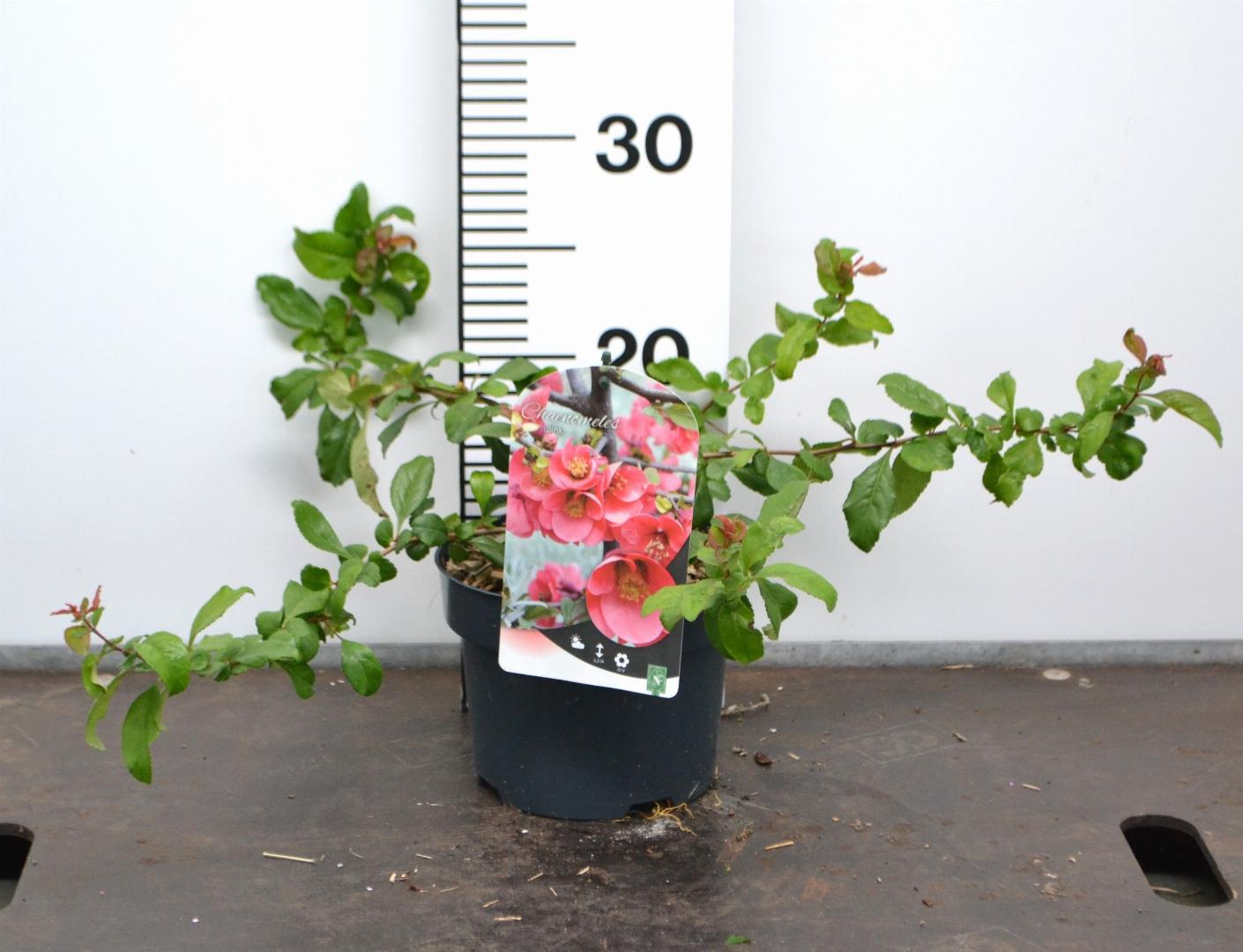 Chaenomeles superba 'Pink Trail' - Japanse Kweepeer