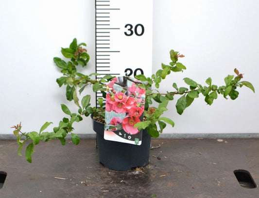 Chaenomeles superba 'Pink Trail' - Japanse Kweepeer