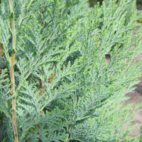 Chamaecyparis lawsoniana 'Columnaris' - Conifeer - pakketten per meter