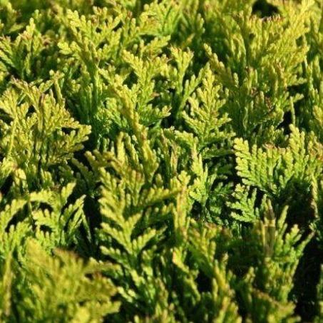 Chamaecyparis lawsoniana 'Ivonne' - Conifeer - pakketten per meter