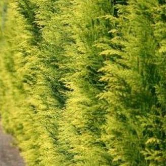 Chamaecyparis lawsoniana 'Stardust' - Conifeer - pakketten per meter
