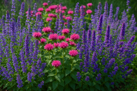 Borderpakket 'Bijen & Vlinders' - 5m² - 50 planten
