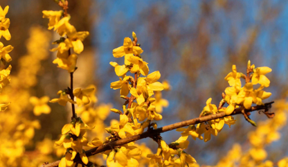 Forsythia intermedia 'Spectabilis' - Chinees klokje