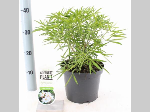 Choisya 'Aztec Pearl' - Mexicaanse oranjebloesem