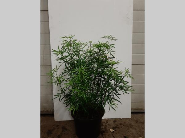 Choisya 'Aztec Pearl' - Mexicaanse oranjebloesem