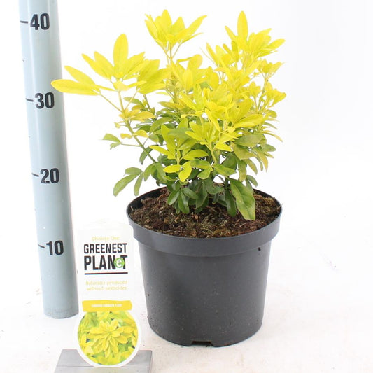 Choisya Ternata 'Lich' - Mexicaanse oranjebloesem