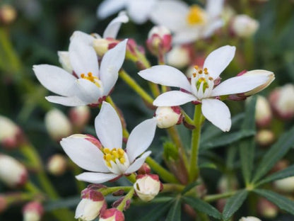 Choisya Ternata 'White Dazzler' - Mexicaanse oranjebloesem
