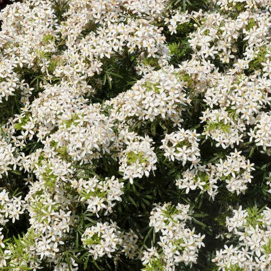 Choisya Ternata 'White Dazzler' - Mexicaanse oranjebloesem