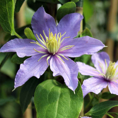 Clematis 'Justa' - Lila bosrank