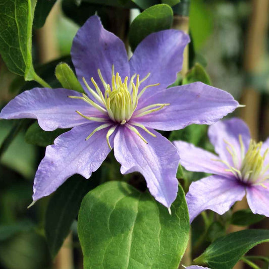 Clematis 'Justa' - Lila bosrank