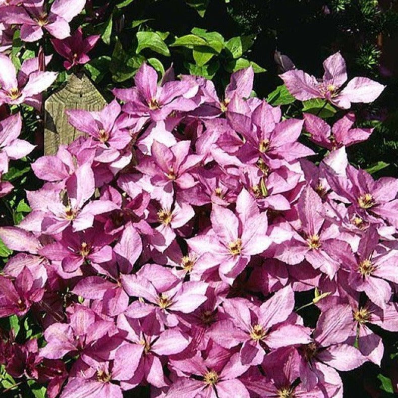 Clematis 'Margaret Hunt' - Roze bosrank