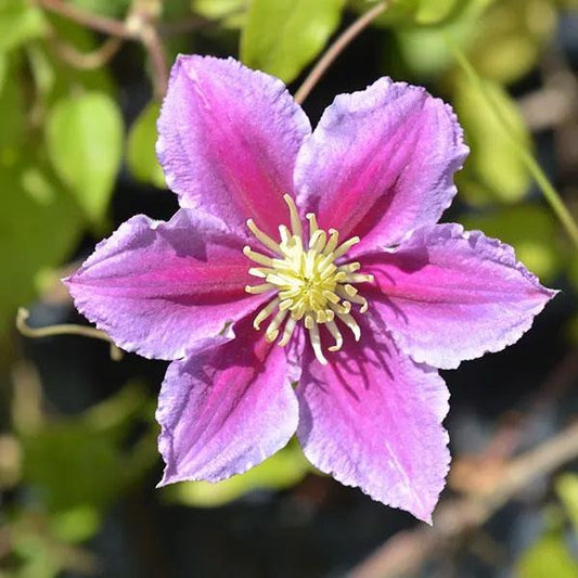 Clematis 'Piilu' - Roze bosrank