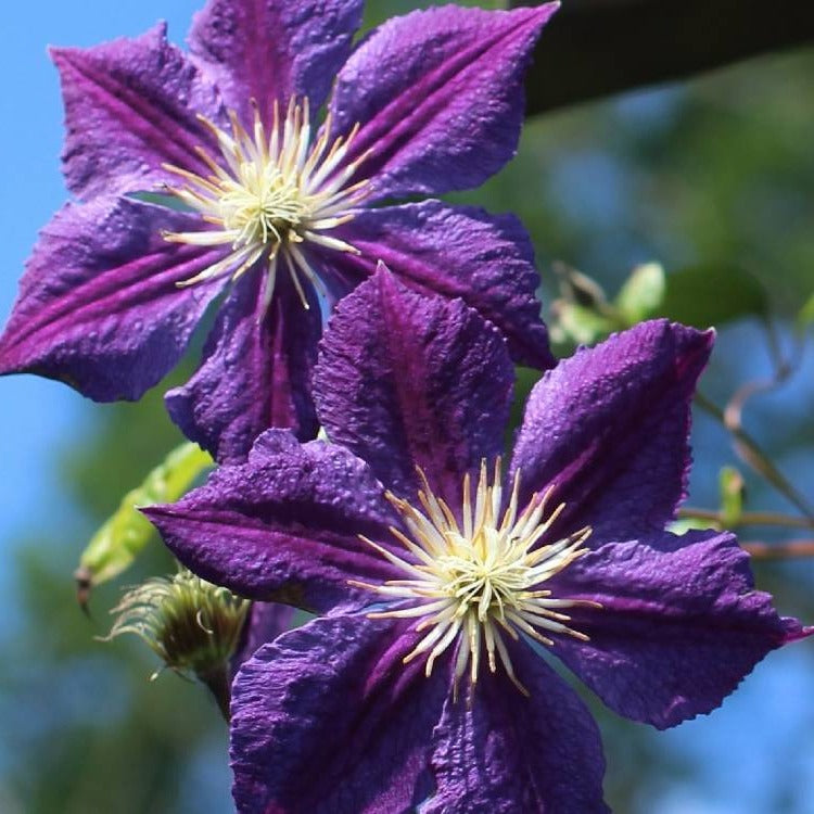 Clematis 'Star of India' - Paarse bosrank