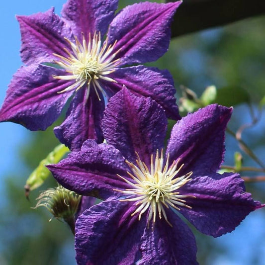 Clematis 'Star of India' - Paarse bosrank