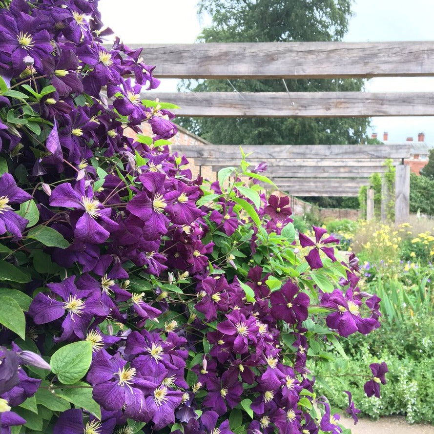 Clematis 'Star of India' - Paarse bosrank