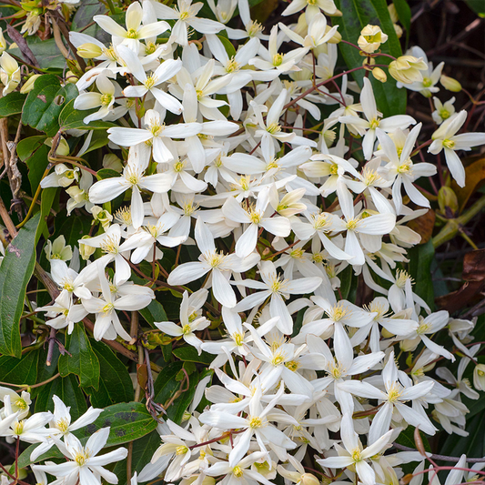 Clematis 'Armandii' - Witte bosrank