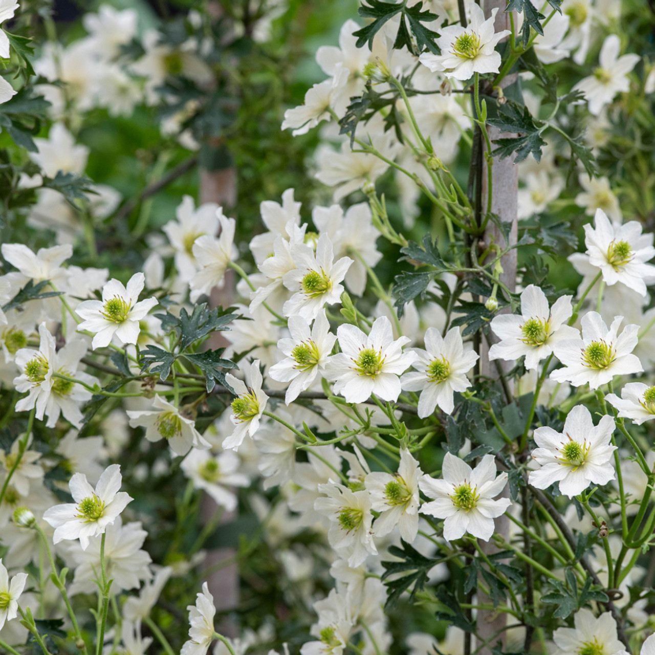 Clematis 'Early Sensation' - Witte bosrank