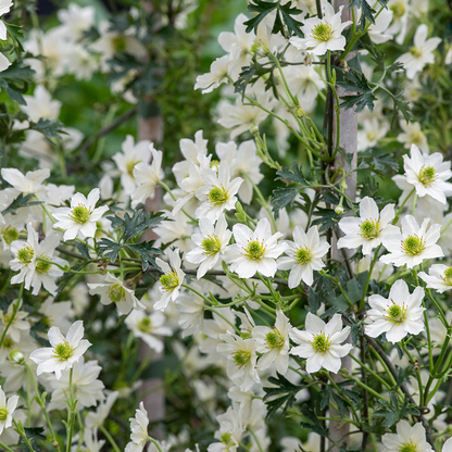 Clematis 'Early Sensation' - Witte bosrank
