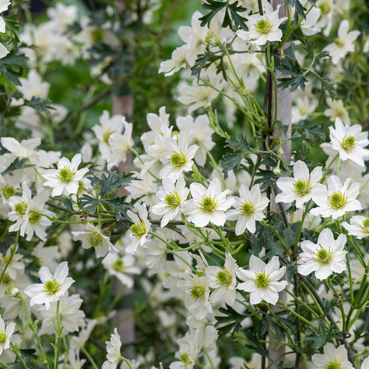 Clematis 'Early Sensation' - Witte bosrank
