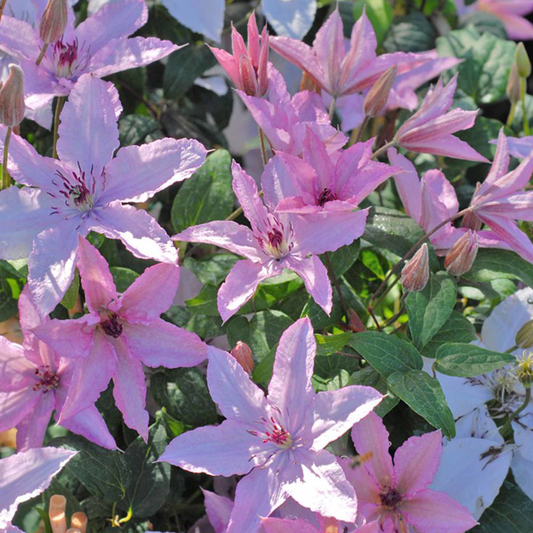 Clematis 'Hagley Hybrid' - Roze bosrank