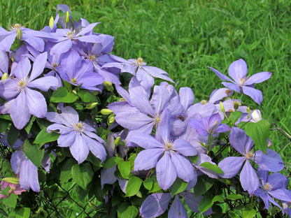 Clematis mix - Blauw/Paars - Pakket van 10